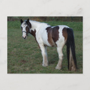 Brown White Horse Postkarte