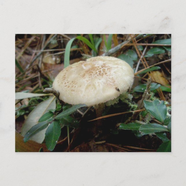Brown White Mushroom OBX Postkarte (Vorderseite)