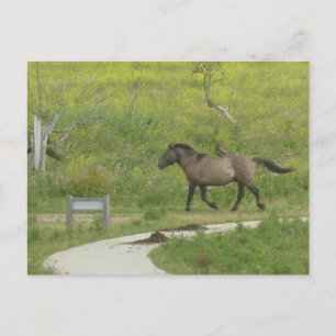 Brown Wild Horse Cross Road DIY Postcard Postkarte
