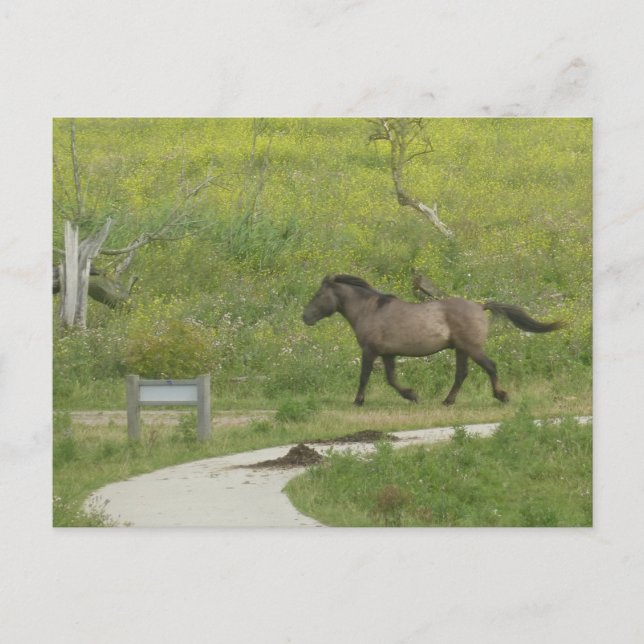 Brown Wild Horse Cross Road DIY Postcard Postkarte (Vorderseite)