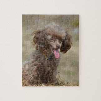 Brown-Zwergpudel Puzzle