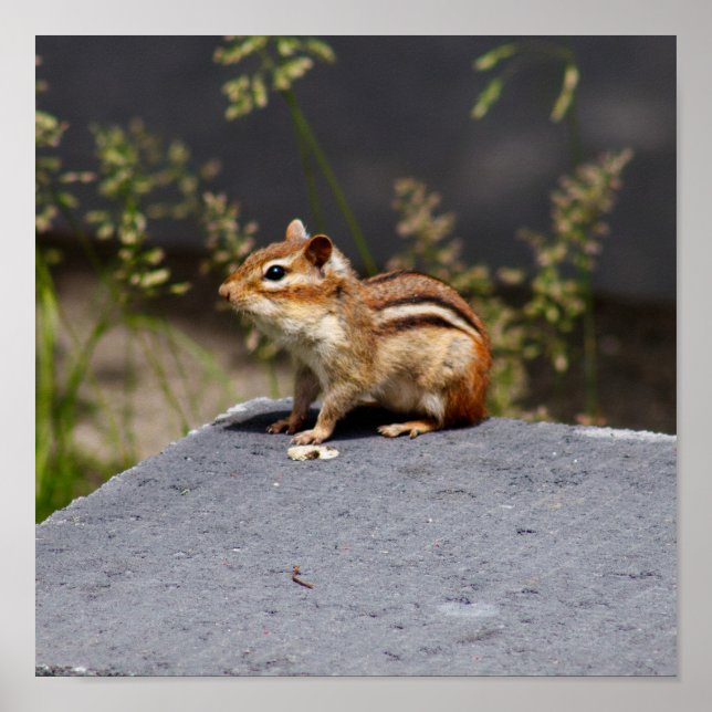 Brownie Poster (Vorne)