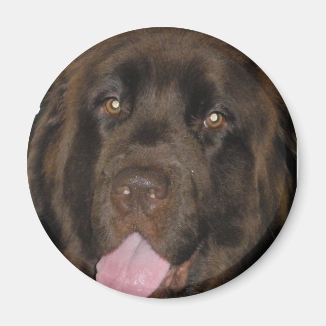 BrownNewf Magnet (Vorne)