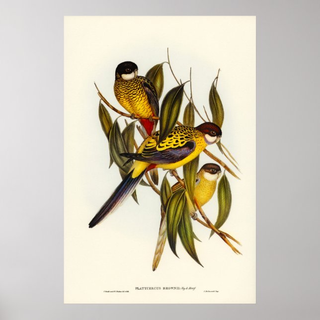 Brown's Parakeet von Elizabeth Gould Poster (Vorne)
