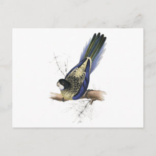 Brown's Parrakeet von Edward Lear Postkarte