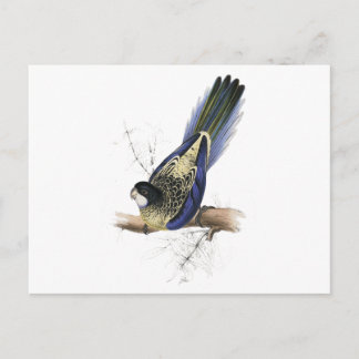 Brown's Parrakeet von Edward Lear Postkarte