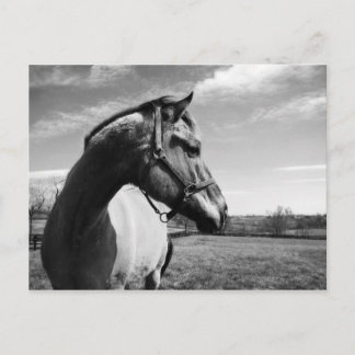Brownstead Stallion Postkarte