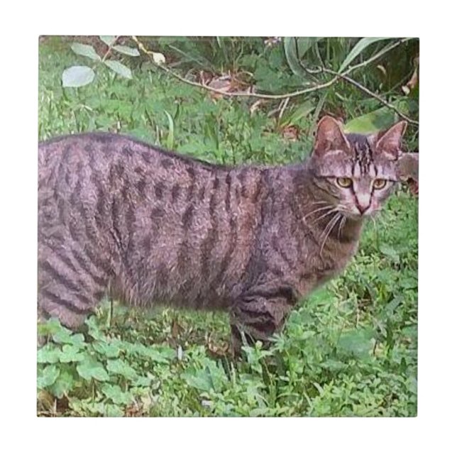 Browntabby-Katze draußen Fliese (Vorderseite)