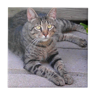 Browntabby-Katze draußen Fliese
