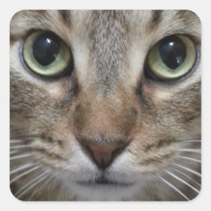 Browntabby-Katze Quadratischer Aufkleber