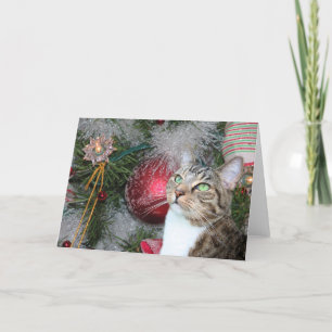 Browntabby mit weißem Weihnachten
