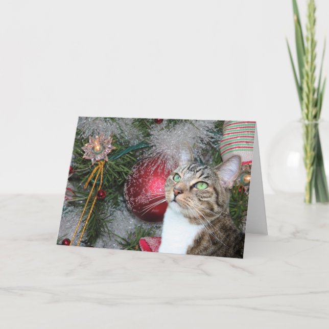 Browntabby mit weißem Weihnachten (Vorderseite)