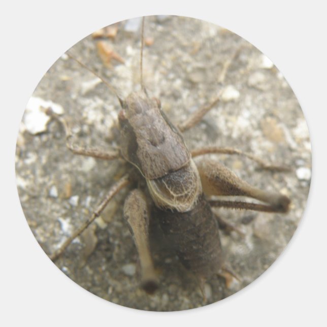 Bruchfeld-Cricket-Sticker Runder Aufkleber (Vorderseite)