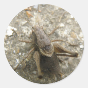 Bruchfeld-Cricket-Sticker Runder Aufkleber