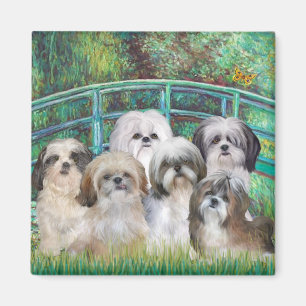 Brücke - 6 Shih Tzus Magnet