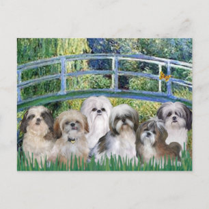 Brücke - 6 Shih Tzus Postkarte