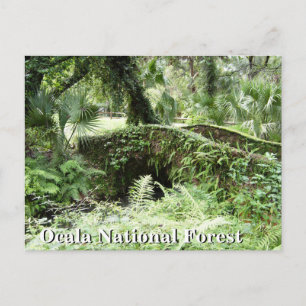 Brücke im Ocala National Forest Florida Postkarte