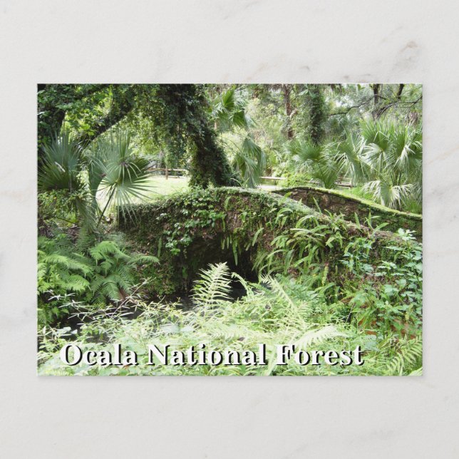 Brücke im Ocala National Forest Florida Postkarte (Vorderseite)