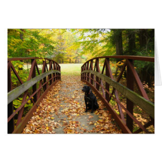Brücke mit Cole