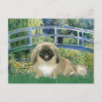 Brücke - Pekingese 1b