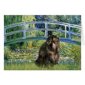 Brücke - Perserkatze in Calico-Färbung