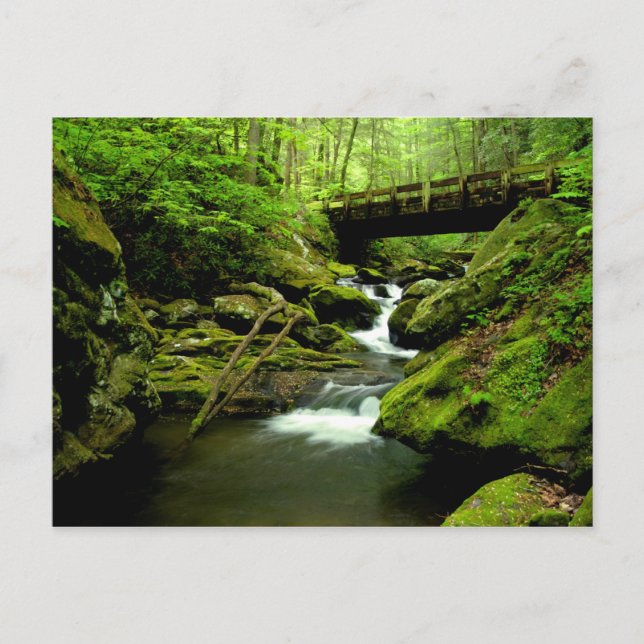 Brücke über Roaring Fork Postkarte (Vorderseite)