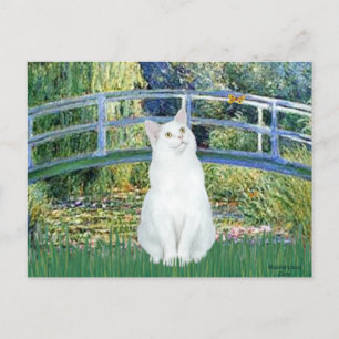 Brücke - Weißer Kurzhaarkater Postkarte