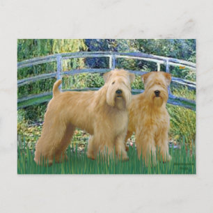 Brücke - Zwei Wheaten Terriers Postkarte