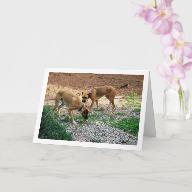 Bruder und Schwester, Dog Portrait Karte (Orchidee)