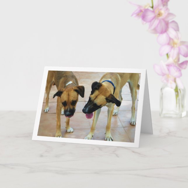 Bruder und Schwester, Dog Portrait Karte (Orchidee)