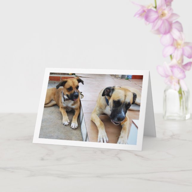 Bruder und Schwester, Dog Portrait Karte (Orchidee)