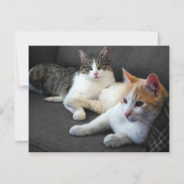 Bruder- und Schwester-Kätzchen Postkarte