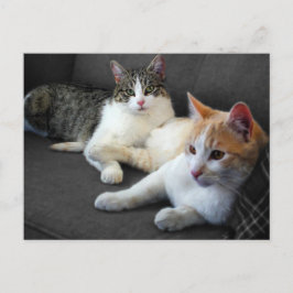 Bruder- und Schwester-Kätzchen Postkarte
