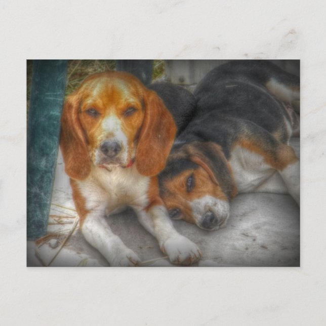 Brüderliche Beagles Postkarte (Vorderseite)