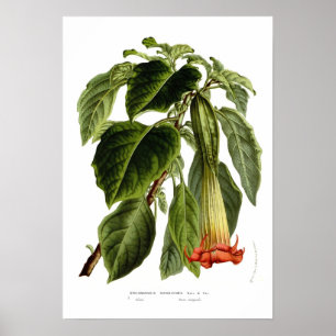 Brugmansia sanguinea (Engel-Trompete) Poster