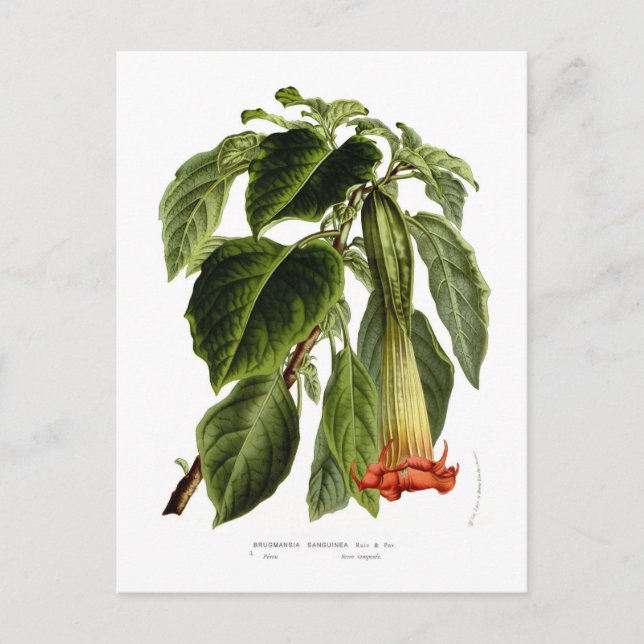 Brugmansia sanguinea (Engel-Trompete) Postkarte (Vorderseite)