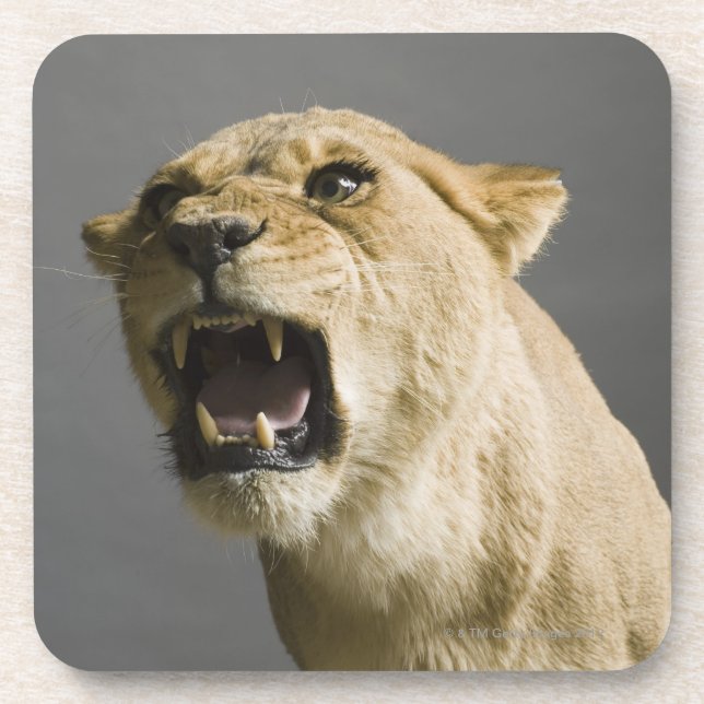 Brüllende Löwin Untersetzer (Vorderseite)