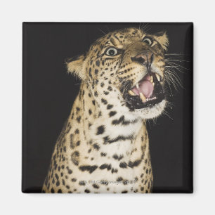 Brüllender Leopard Magnet