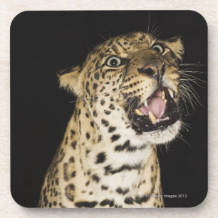 Brüllender Leopard Untersetzer