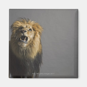 Brüllender Löwe Magnet