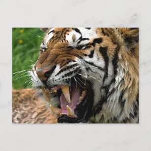 Brüllender Tiger Postkarte