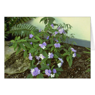 Brunfelsia Pauciflora Eximia (gestern, heute u. T