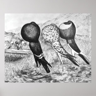 Brunner Pouter Tauben Poster