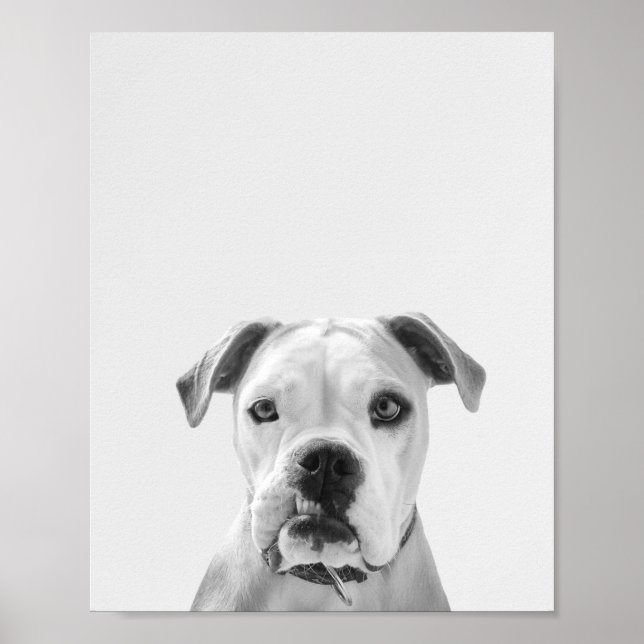 Bruno, der amerikanische Bulldog Poster (Vorne)