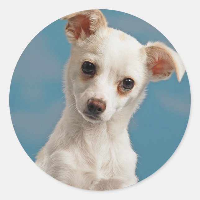 Bruno der Chihuahua-Welpe Runder Aufkleber (Vorderseite)