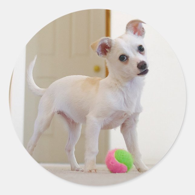 Bruno Runder Aufkleber (Vorderseite)