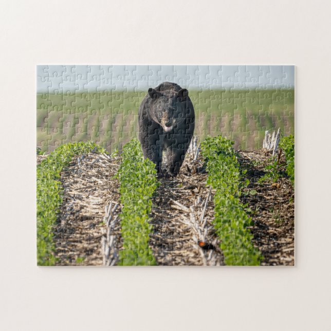 Bruno the Bear in Beans Puzzle (Horizontal)