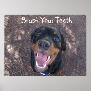 Brush Your Teeth Rottweiler Puppy Poster
