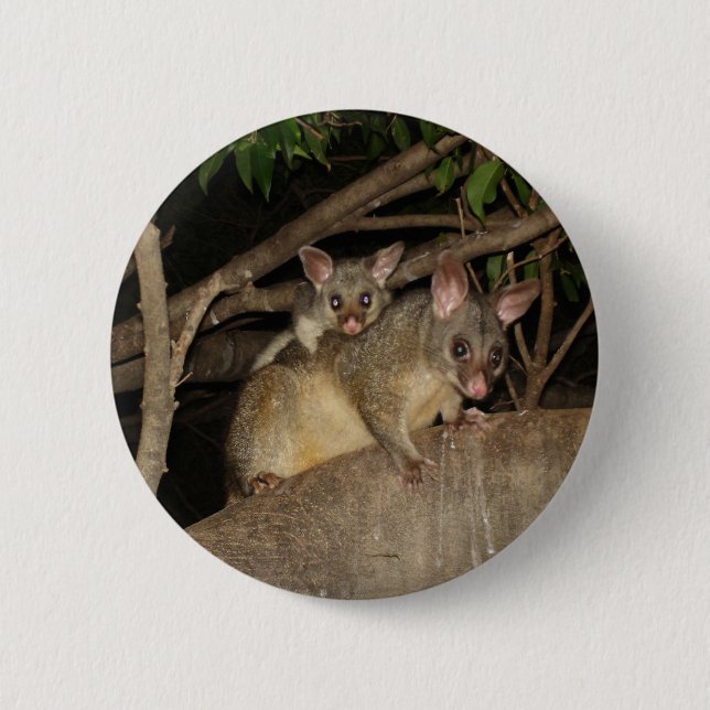 Brushtail Opossums Button (Vorderseite)