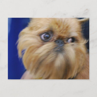 Brüssel Griffon Dog Postcard Postkarte